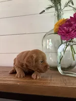 Macaroon “Mac”, a male Miniature Aussiedoodle for sale in Meridian, MS – 6 of 6