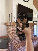 Mocha, a female Miniature Aussiedoodle for sale in Meridian, MS – 2 of 5