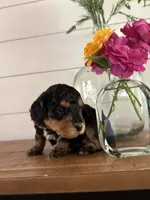 Mocha, a female Miniature Aussiedoodle for sale in Meridian, MS – 3 of 5