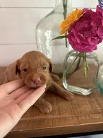 Macaroon “Mac”, a male Miniature Aussiedoodle for sale in Meridian, MS – 4 of 6