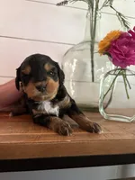 Sundae, a female Miniature Aussiedoodle for sale in Meridian, MS – 3 of 5