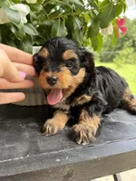 Sundae, a female Miniature Aussiedoodle for sale in Meridian, MS – 2 of 3