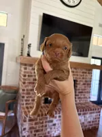Macaroon “Mac”, a male Miniature Aussiedoodle for sale in Meridian, MS – 3 of 6