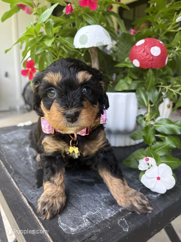 Truffle – Miniature Aussiedoodle puppy for sale in Meridian, MS