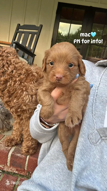 Macaroon “Mac” – Miniature Aussiedoodle puppy for sale in Meridian, MS