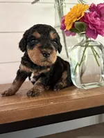 Mocha, a female Miniature Aussiedoodle for sale in Meridian, MS – 1 of 5