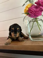 Fudge, a female Miniature Aussiedoodle for sale in Meridian, MS – 6 of 6