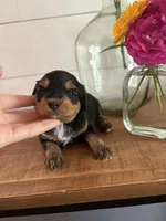 Sundae, a female Miniature Aussiedoodle for sale in Meridian, MS – 5 of 5