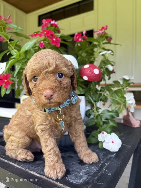 Biscuit – Miniature Aussiedoodle puppy for sale in Meridian, MS