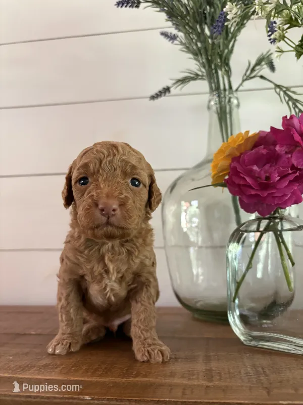 Biscuit – Miniature Aussiedoodle puppy for sale in Meridian, MS