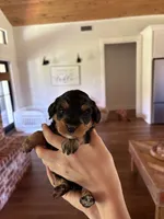 Truffle, a female Miniature Aussiedoodle for sale in Meridian, MS – 3 of 4