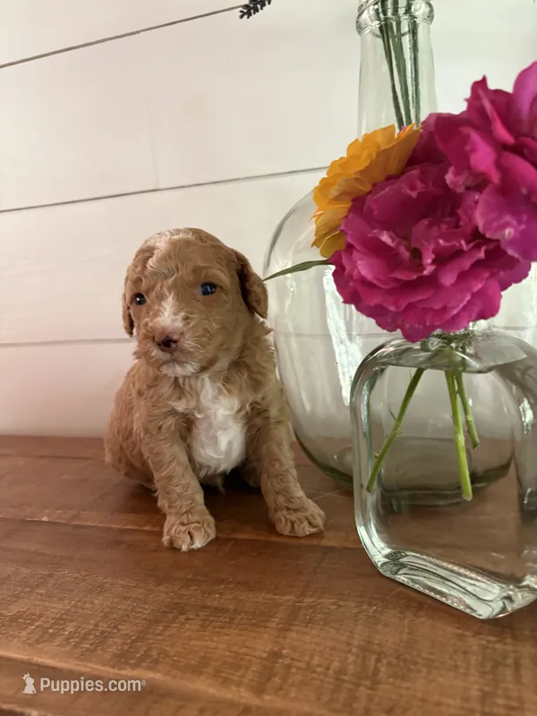 Blondie – Miniature Aussiedoodle puppy for sale in Meridian, MS