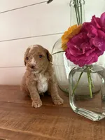 Blondie, a male Miniature Aussiedoodle for sale in Meridian, MS – 1 of 3