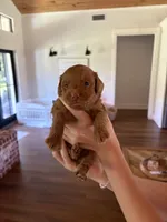 Macaroon “Mac”, a male Miniature Aussiedoodle for sale in Meridian, MS – 2 of 6