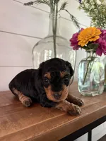 Fudge, a female Miniature Aussiedoodle for sale in Meridian, MS – 2 of 6