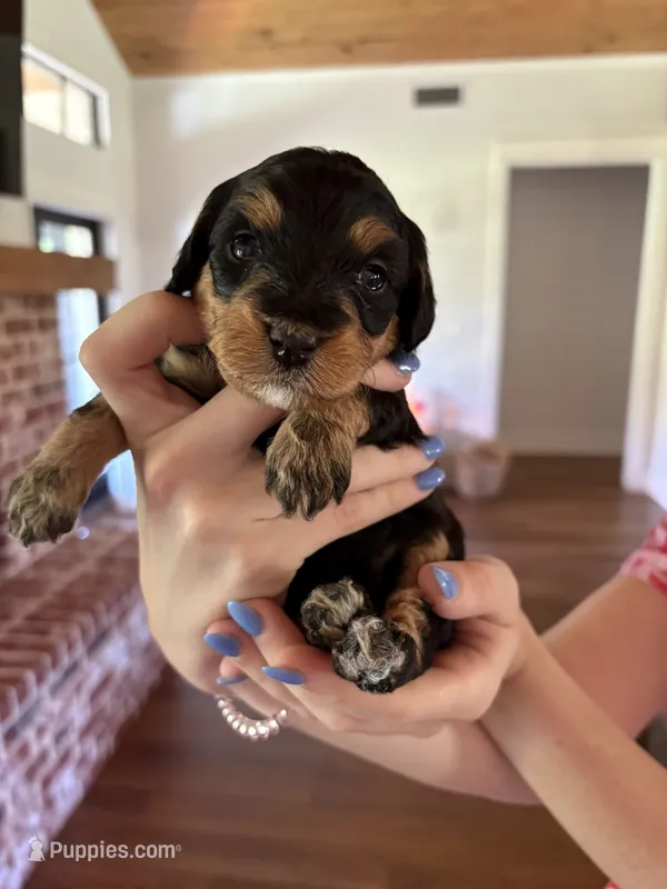 Truffle – Miniature Aussiedoodle puppy for sale in Meridian, MS