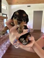 Truffle, a female Miniature Aussiedoodle for sale in Meridian, MS – 1 of 4
