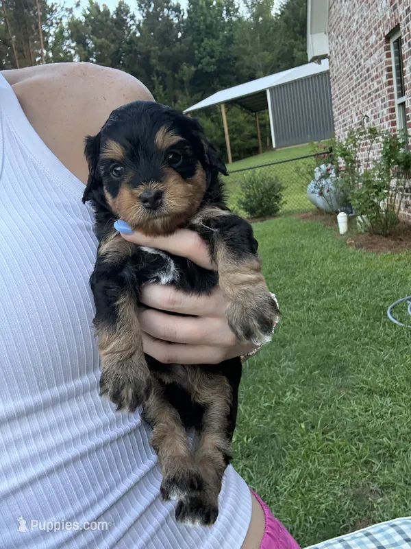 Sundae – Miniature Aussiedoodle puppy for sale in Meridian, MS