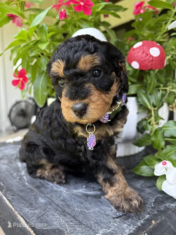 Mocha – Miniature Aussiedoodle puppy for sale in Meridian, MS