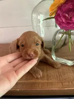 Macaroon “Mac”, a male Miniature Aussiedoodle for sale in Meridian, MS – 1 of 6