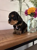 Mocha, a female Miniature Aussiedoodle for sale in Meridian, MS – 5 of 5
