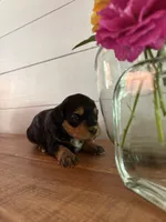 Sundae, a female Miniature Aussiedoodle for sale in Meridian, MS – 2 of 5