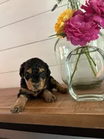 Fudge, a female Miniature Aussiedoodle for sale in Meridian, MS – 4 of 6