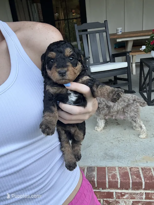 Mocha – Miniature Aussiedoodle puppy for sale in Meridian, MS