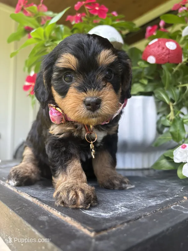 Sundae – Miniature Aussiedoodle puppy for sale in Meridian, MS