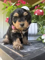 Sundae, a female Miniature Aussiedoodle for sale in Meridian, MS – 1 of 3