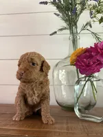 Biscuit, a male Miniature Aussiedoodle for sale in Meridian, MS – 3 of 3