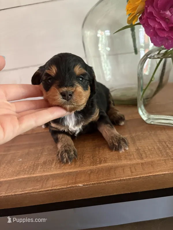 Sundae – Miniature Aussiedoodle puppy for sale in Meridian, MS