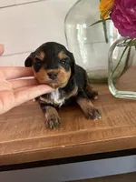 Sundae, a female Miniature Aussiedoodle for sale in Meridian, MS – 1 of 5