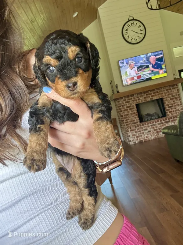 Fudge – Miniature Aussiedoodle puppy for sale in Meridian, MS