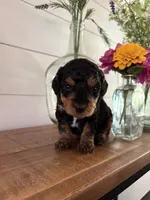 Mocha, a female Miniature Aussiedoodle for sale in Meridian, MS – 4 of 5