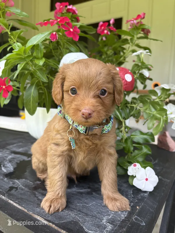 Macaroon “Mac” – Miniature Aussiedoodle puppy for sale in Meridian, MS