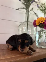 Fudge, a female Miniature Aussiedoodle for sale in Meridian, MS – 5 of 6