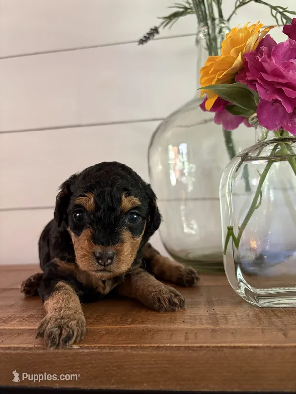 Fudge – Miniature Aussiedoodle puppy for sale in Meridian, MS