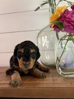 Fudge, a female Miniature Aussiedoodle for sale in Meridian, MS – 1 of 6