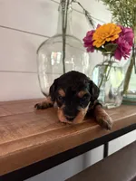 Truffle, a female Miniature Aussiedoodle for sale in Meridian, MS – 4 of 4