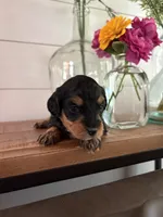 Truffle, a female Miniature Aussiedoodle for sale in Meridian, MS – 2 of 4