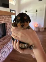 Sundae, a female Miniature Aussiedoodle for sale in Meridian, MS – 4 of 5