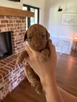 Biscuit, a male Miniature Aussiedoodle for sale in Meridian, MS – 2 of 3