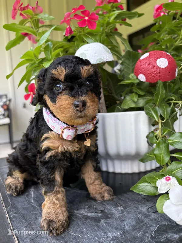 Fudge – Miniature Aussiedoodle puppy for sale in Meridian, MS