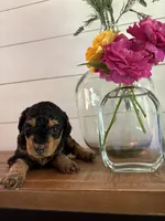 Fudge, a female Miniature Aussiedoodle for sale in Meridian, MS – 3 of 6