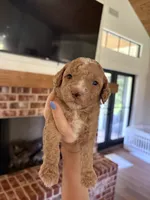 Blondie, a male Miniature Aussiedoodle for sale in Meridian, MS – 3 of 3