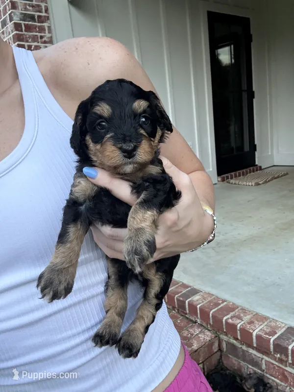 Truffle – Miniature Aussiedoodle puppy for sale in Meridian, MS