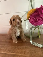Blondie, a male Miniature Aussiedoodle for sale in Meridian, MS – 2 of 3