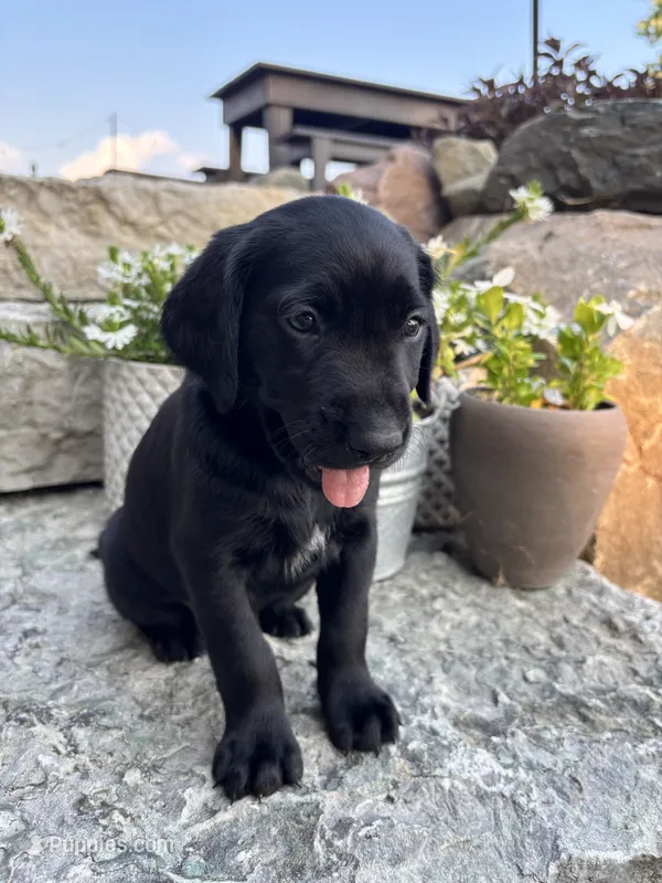 Holly – German Shorthaired Pointer, Golden Retriever puppy for sale in Bradford, OH