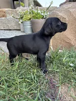 Hailee, a female German Shorthaired Pointer and Golden Retriever for sale in Bradford, OH – 2 of 4
